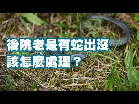 蛇喜歡的環境|如何防制蛇類入侵